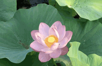 《水污染防治法》修正草案提請(qǐng)審議